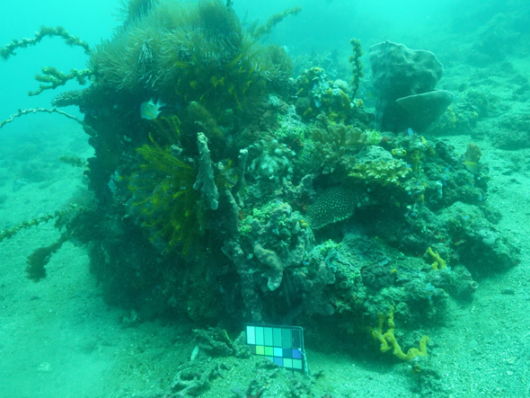 Pre-Sea-Thru-actriv