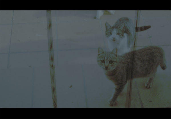 cats