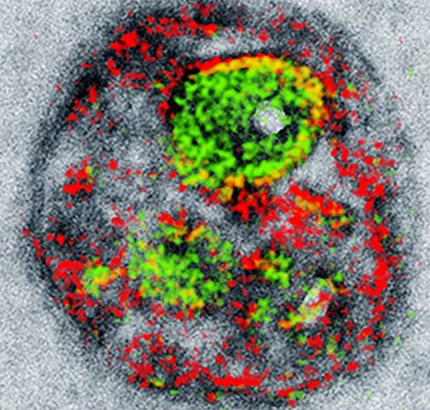 Electron microscopes can finally see in color
