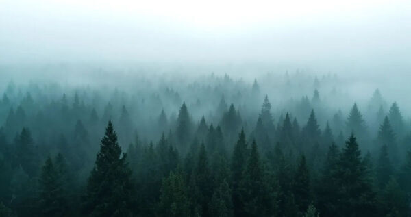 Black-Forest-Labs