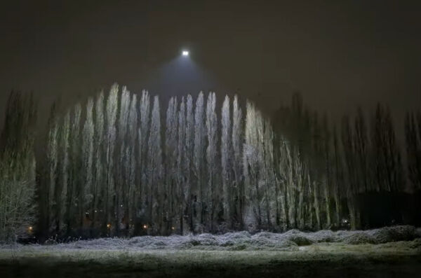 Freefly-Sun-Trees