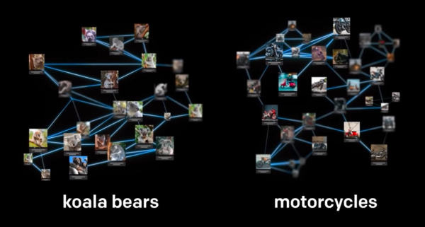 Koala-riding-Motorcycle-net