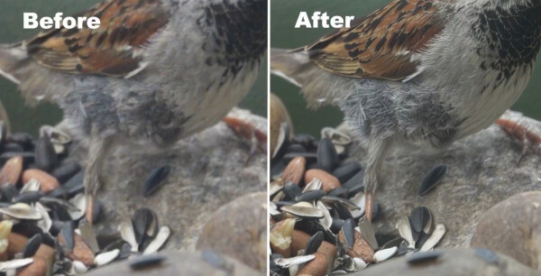 Topaz-Starlight-Bird-Aliasing