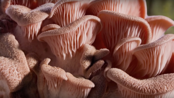 fungi