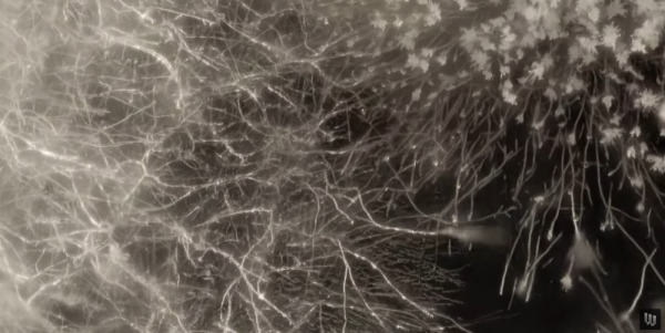 mycelium