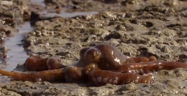 octopus