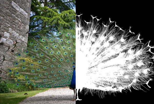 peacock