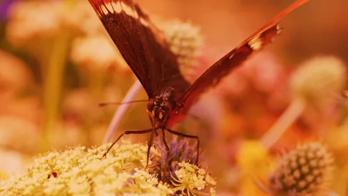Nikon ZR + Nikkor / MC 105mm 1:2.8 VR S, 12 Bit 6K RED RAW
