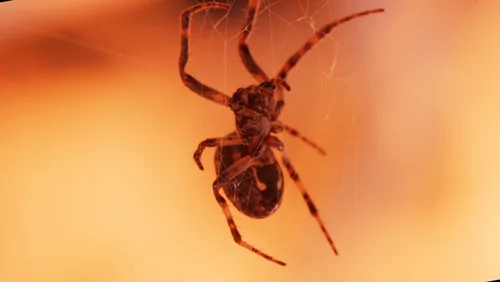 Nikon ZR + Nikkor / MC 105mm 1:2.8 VR S, 12 Bit 6K RED RAW