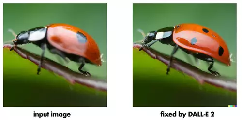 Post-sharpening of a macro shot of a June beetle.