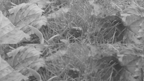 RED Epic-X Monochrome vs RED Epic-X