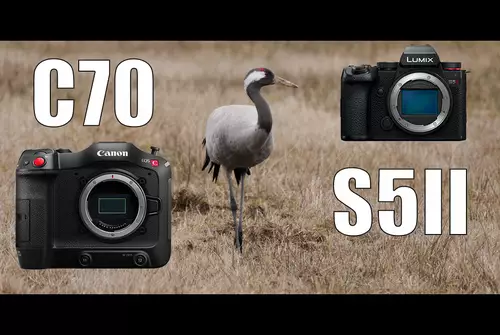 12 Tipps für Wildlife-Filmer (beispielhaft mit Canon EOS C70 und Panasonic S5II)