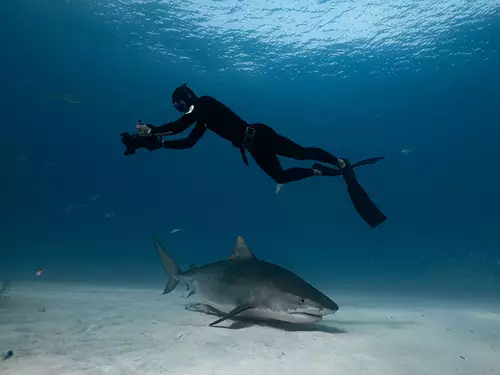 Vom Hobby-Tauchen zur BBC Naturdoku: Im Gesprch mit Unterwasser-DOP Lennart Rossenfeld