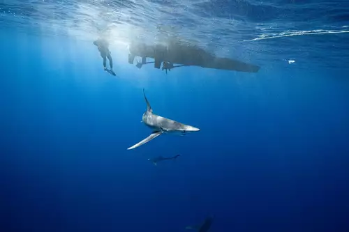 Vom Hobby-Tauchen zur BBC Naturdoku: Im Gesprch mit Unterwasser-DOP Lennart Rossenfeld : Lennart 6