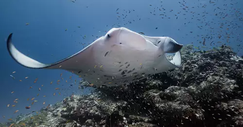 Vom Hobby-Tauchen zur BBC Naturdoku: Im Gesprch mit Unterwasser-DOP Lennart Rossenfeld : Lennart 9