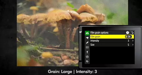 New Firmware Update 3.0 for the Nikon Zf Camera with Film Grain Simulation