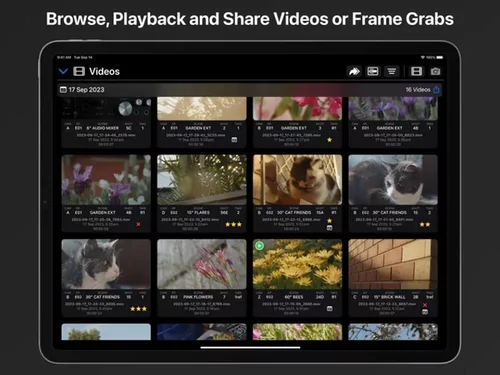 Video Assist